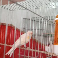 یک جفت قناری موزائیکی
