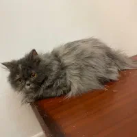 گربه پرشین اسکاتیش|گربه|زاهدان, |دیوار