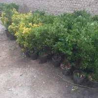 شمشاد طلایی و سبز قد بالا