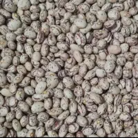 لوبیا|خوردنی و آشامیدنی|تهران, آرژانتین|دیوار