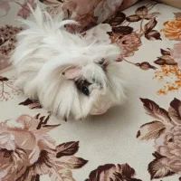 خوکچه هندی فشن