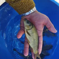 بَچه کپور پرورش داخل استخر کشاورزی