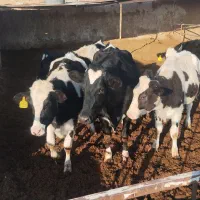 تلیسه آبستن وگاووگوساله گاو شیری|حیوانات مزرعه|تربت جام, میان جام|دیوار