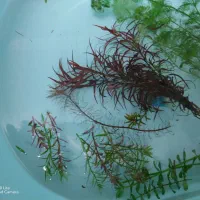 گیاه طبیعی آکواریوم|ماهی|سنندج, |دیوار