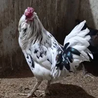 مرغ و خروس گلین