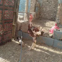 لاری|حیوانات مزرعه|تربت جام, معدآباد|دیوار