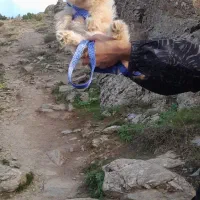 سگ نر شیتزوپامر ۸ماهه