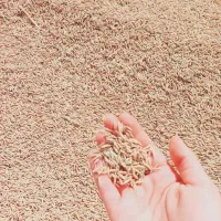 برنج فجر هاشمی