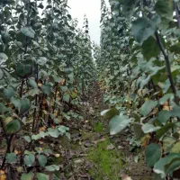 نهالستان فوق تخصصی با مهندسان مجرب|خدمات باغبانی و درختکاری|آذرشهر, |دیوار