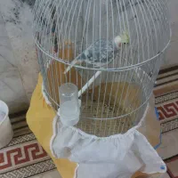 عروس هلندی و مینا|پرنده|گلبهار, شهر جدید گلبهار|دیوار