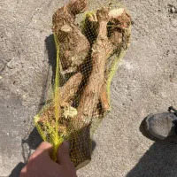 ذغال قلیون و کبابی باغی و جنگلی.|عمدهفروشی|قم, خداکرم|دیوار