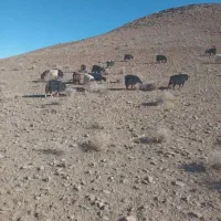 بز دورگ محلی ابستن|حیوانات مزرعه|جلگه ماژان, |دیوار