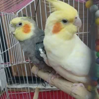 پرنده عروس هلندی