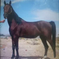اسب