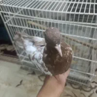 کفتر دستی|پرنده|کرمان, |دیوار