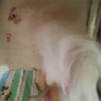 دو عدد جوجه