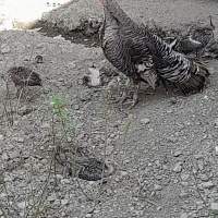 بوقلمون ماده با ۴تا جوجه اش