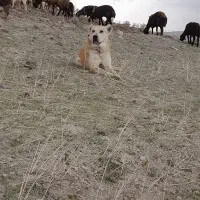 سگ سرابی باخطخونی