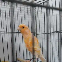 انواع قناری نر بخون ،سرخ  ،پرتقالی   سوخته|پرنده|سمنان, |دیوار