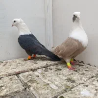 نروماده کلاغ هفت رنگ کاکلی|پرنده|تربتحیدریه, مظفریه|دیوار