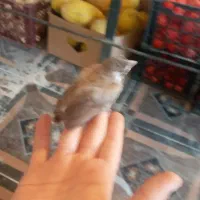 قناری فروشی قفس یا تخم بلدرچین داری بیا بخون