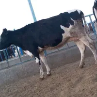 گاوشیری وتلیسه ابستن|حیوانات مزرعه|باشتین, |دیوار