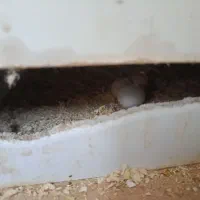 پرنده عروس|پرنده|تربتحیدریه, میدان مرکزی|دیوار