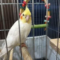 عروس هلندی لوتینو همراه با قفس|پرنده|الوند, |دیوار