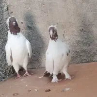 جفت نر و ماده پرستویی