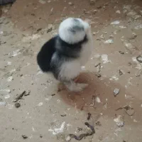 فروش جوجه بصورت عمده و خرده