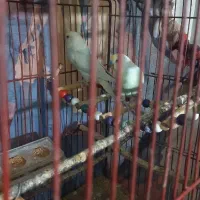 مرغ عشق|پرنده|الوند, |دیوار