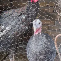 بوقلمون نر ماده