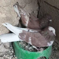 تعدادی کبوتر تهرانی و کاکلی ونقابی|پرنده|سرپل ذهاب, |دیوار