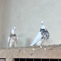 کفتر طوقی هفت رنگ|پرنده|مشهد, هفده شهریور|دیوار