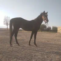 کره نریان سه ساله|اسب و تجهیزات اسب‌سواری|اراک, |دیوار