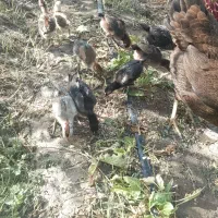 مرغ افغان لاری اصیل