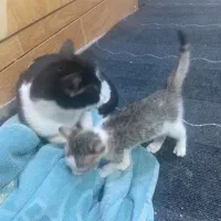 گربه