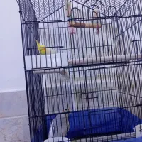 عروس هلندی|پرنده|قم, شهرک توانیر|دیوار