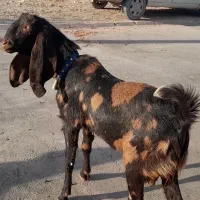 بزغاله نر پلنگی تخمی پاکستانی اصیل جنس دار