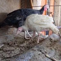 بوقلمون|حیوانات مزرعه|خاش, |دیوار