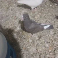 کفتر خوب و سالم