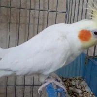 یک جفت عروس هلندی|پرنده|تفت, |دیوار