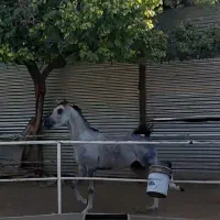 اسب عرب وارداتی،|اسب و تجهیزات اسب‌سواری|گلپایگان, |دیوار