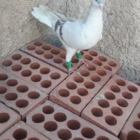 کبوتر خوشرنگ شیرازی