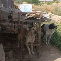 واگذاری