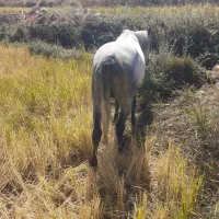 اسب فروشی|اسب و تجهیزات اسب‌سواری|یاسوج, |دیوار