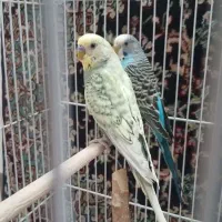 مرغ عشق. خوش رنگ