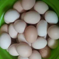 تخم مرغ محلی
