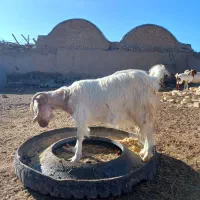 بز دوقلو زا