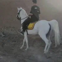اسب مادیون